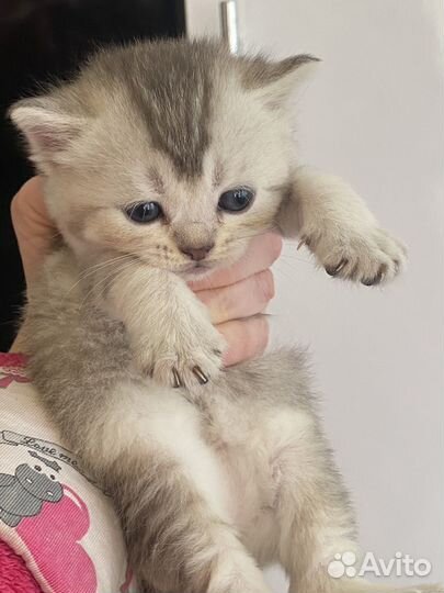 Шотландская