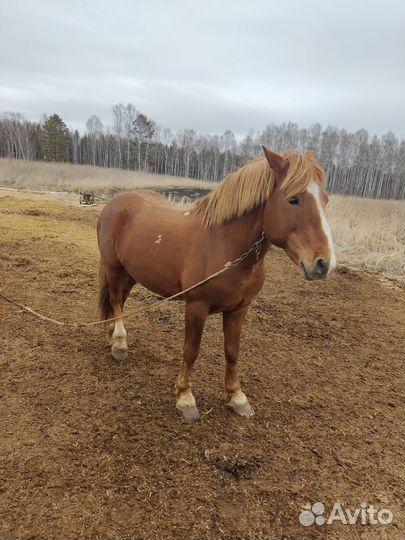 Конь, жеребец