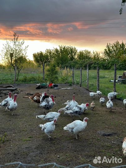 Инкубационное яйцо домашних индеек