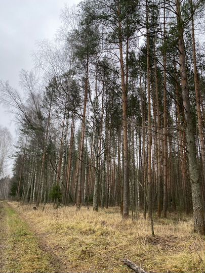 Участок 8,6 сот. (СНТ, ДНП)