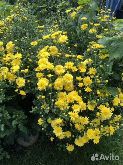 Хризантема