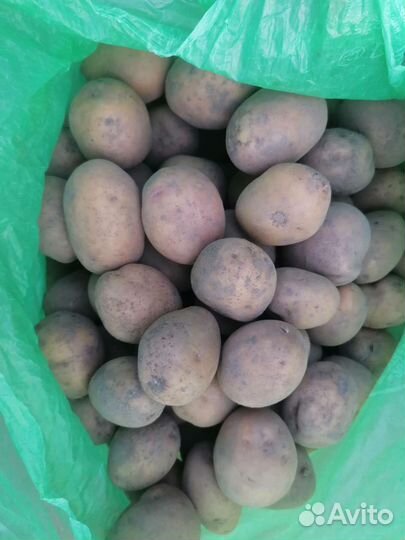 Семенной картофель