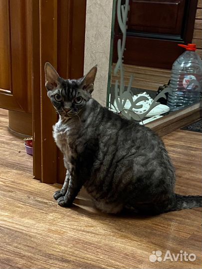 Кот в добрые руки (Девон-Рекс)