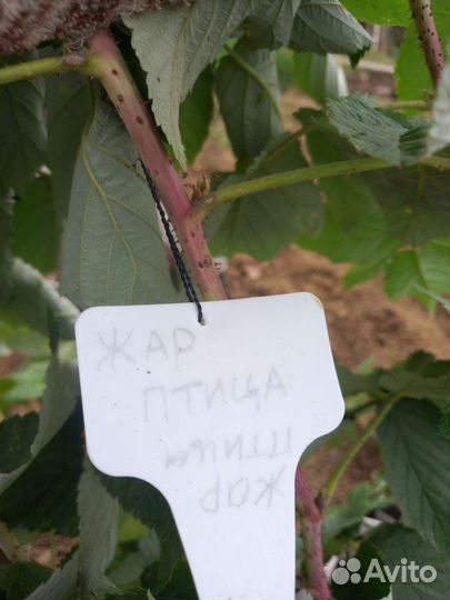 Саженцы малины