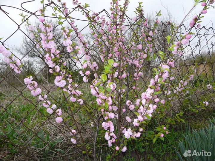 Лилейники, морозники и другие садовые растения