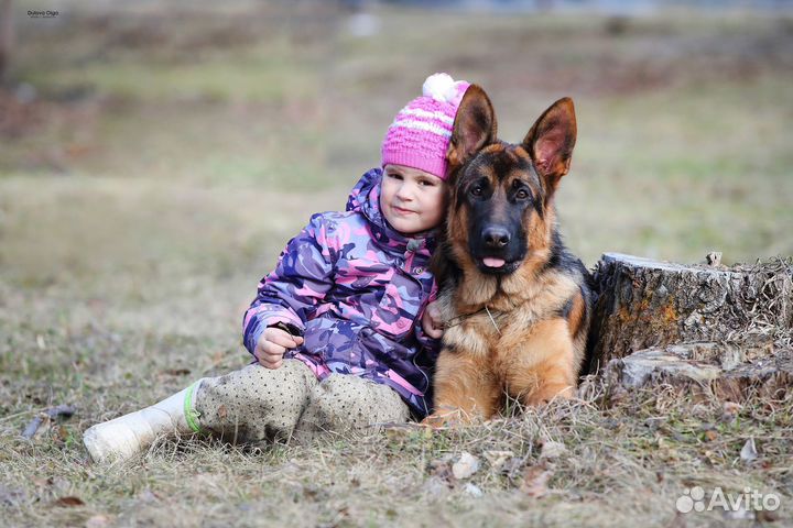 Щенки немецкой овчарки. Питомник