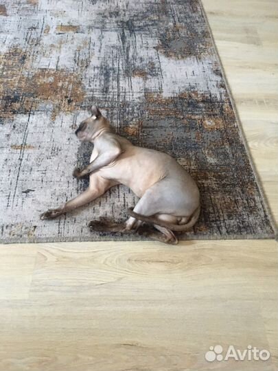 Канадский сфинкс эльф вязка