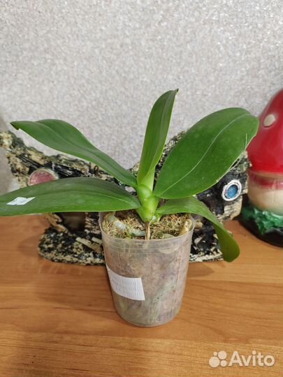 Орхидея фаленопсис