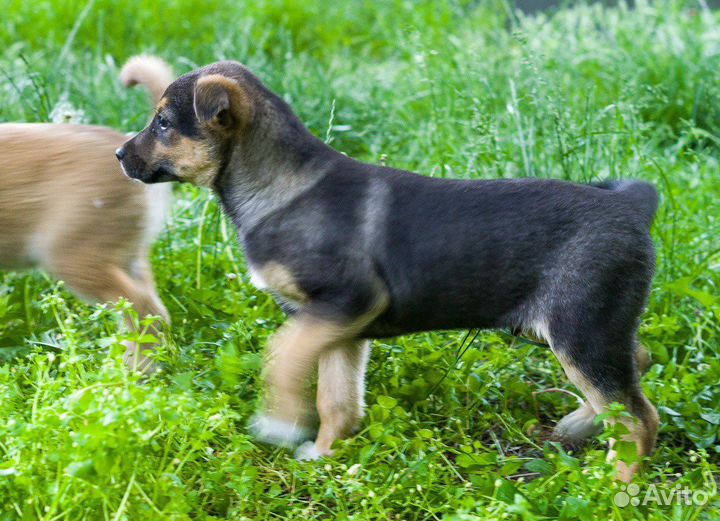Со мной проблемы улетучатся как одуванчик