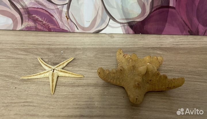 Морские ракушки