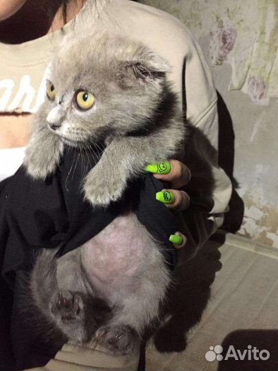 Кошка веслоухая