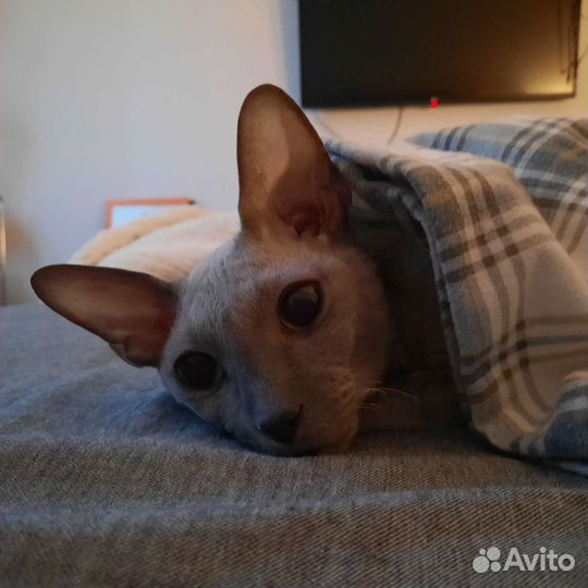 Передержка кошек