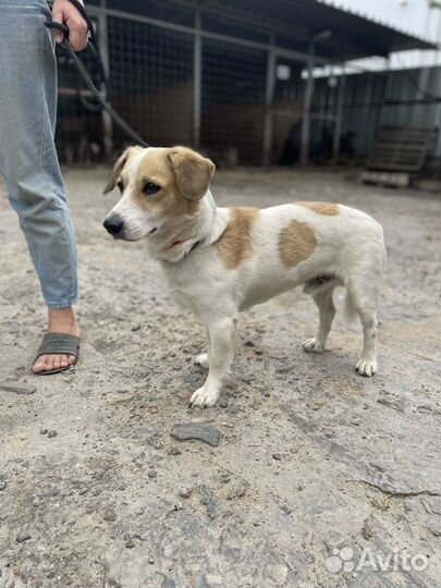 Собака из отлова в добрые руки