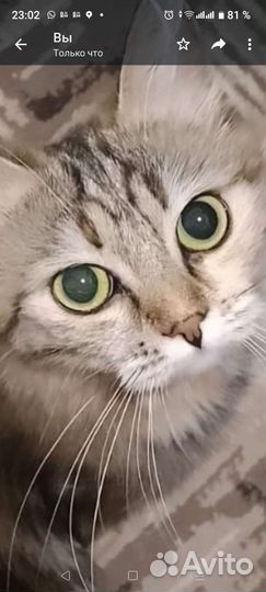 Кошка