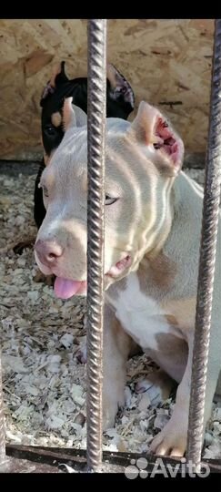 Американский булли покет/стандарт/ XL щенки