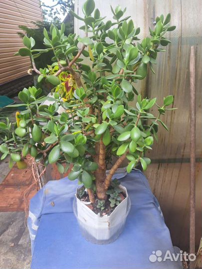 Толстянка, (денежное дерево), каланхоэ