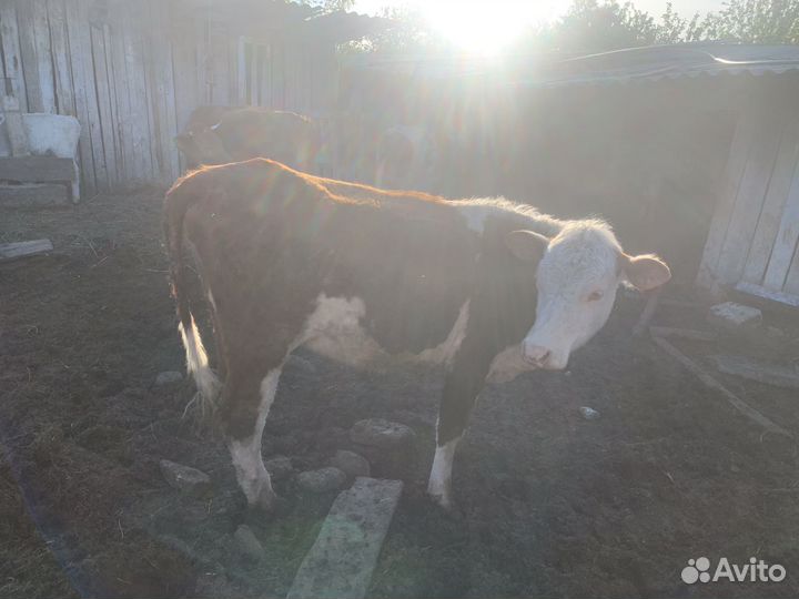 Корова телята