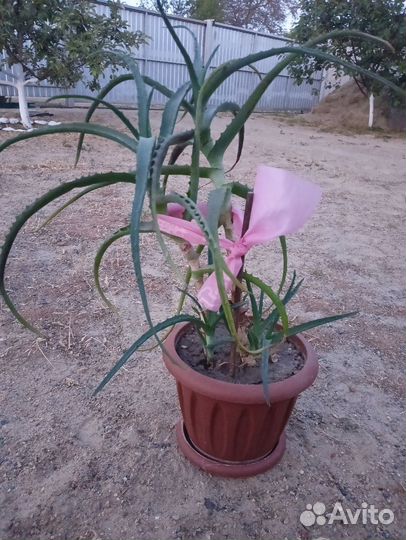 Комнатные цветы алоэ