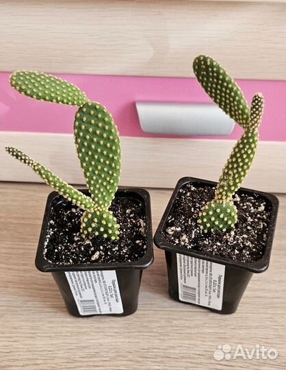 Кактус Опунция мелковолосистая
