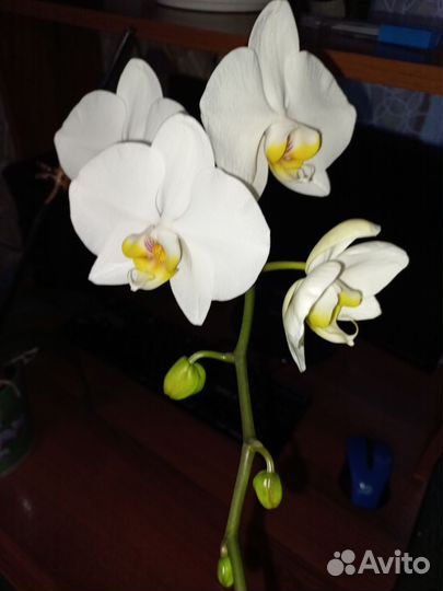 Орхидея фаленопсис