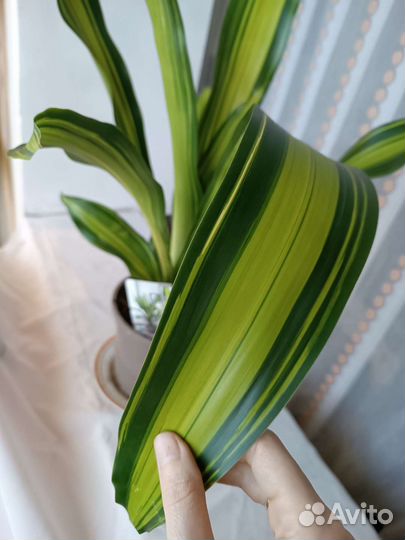 Драцена Душистая