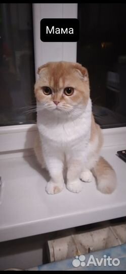 Шотландская