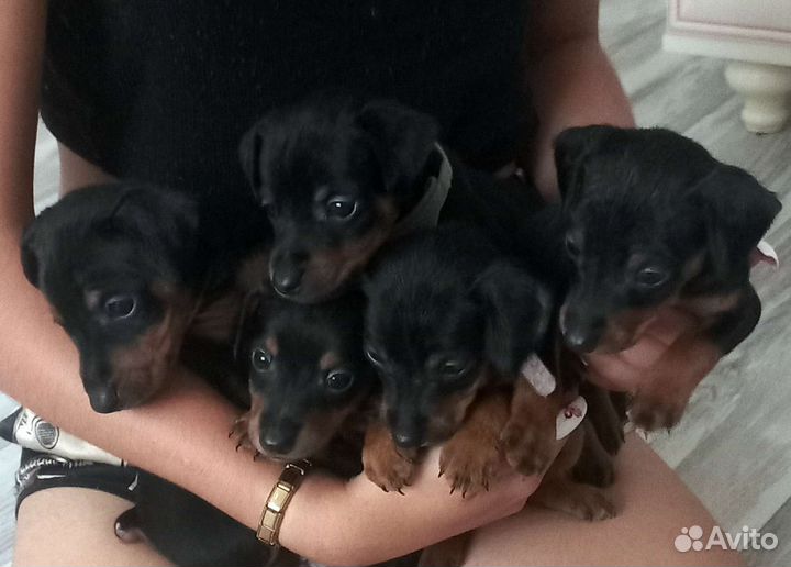 Щенки цвергпинчера (мини доберман)