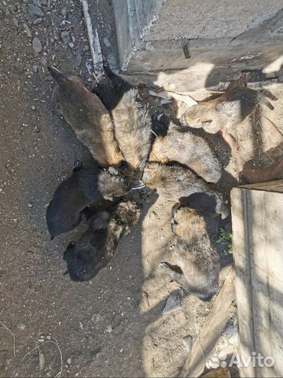 Отдам щенков в добрые руки бесплатно