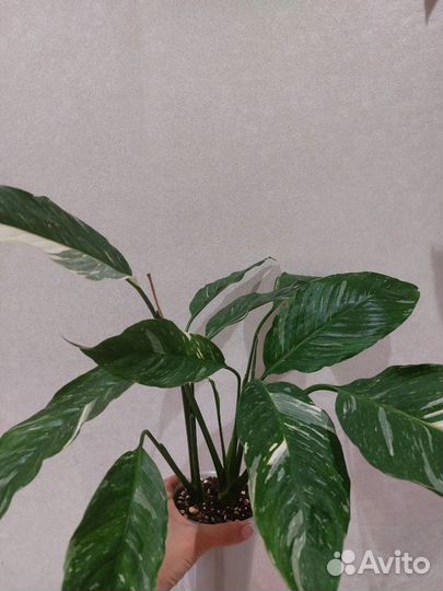 Комнатные цветы