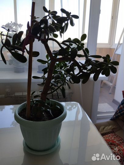 Цветок толстянка