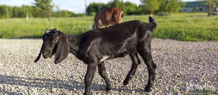 Англо нубийские козы