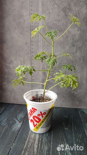 Герань лимонная/пеларгония