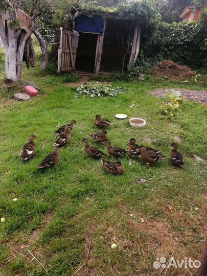 Подсадные утки