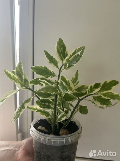 Педилантус