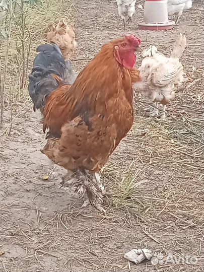 Продам молодого петуха