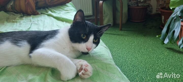 Котик Василий ищет дом