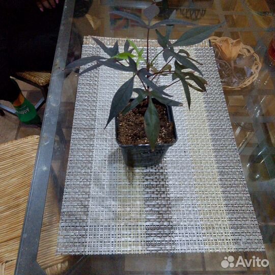 Ипомея батат