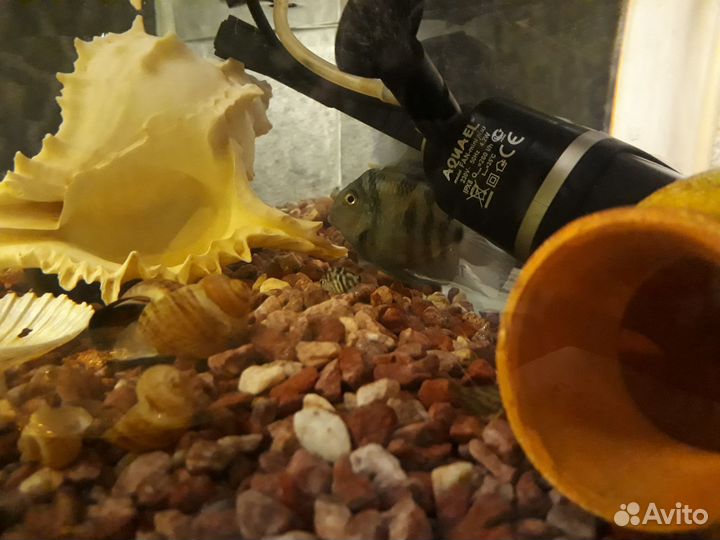 Попугай панда, неоновый меченосец, креветка