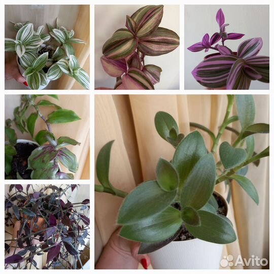 Алоэ Древовидный и традесканция