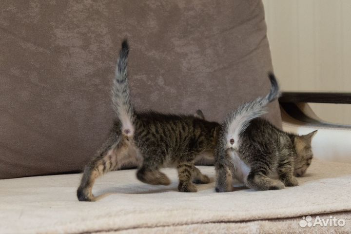 Котята бесплатно