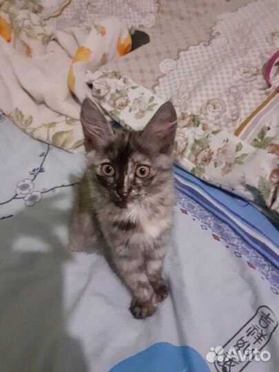 Кошка в дар бесплатно