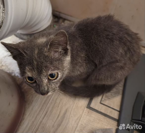Кошечка в добрые руки