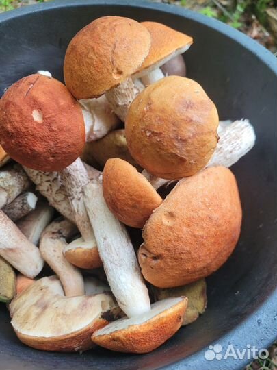 Грибы свежие подосиновики