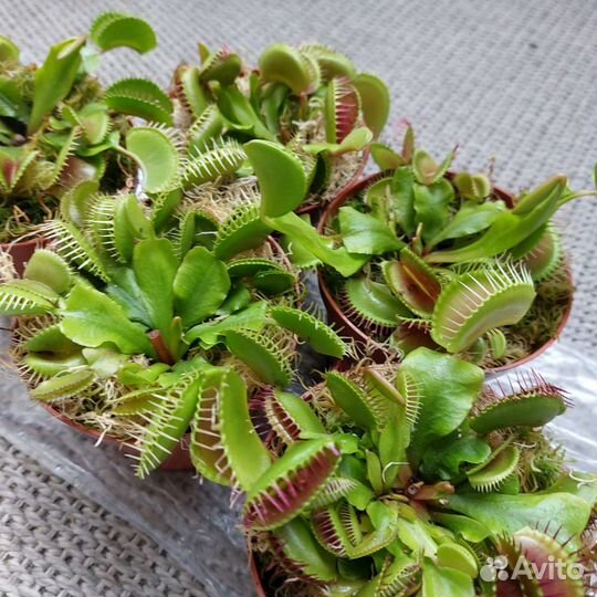 Венерина мухоловка