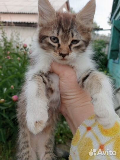 Кошки в добрые руки