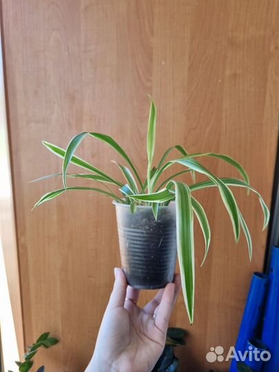 Хлорофитум