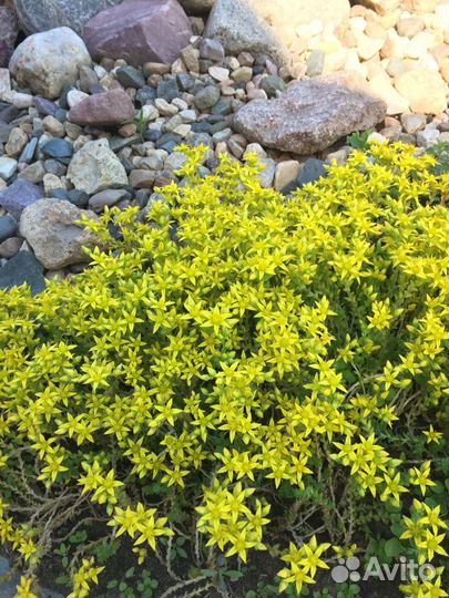 Цветы для сада (многолетники)