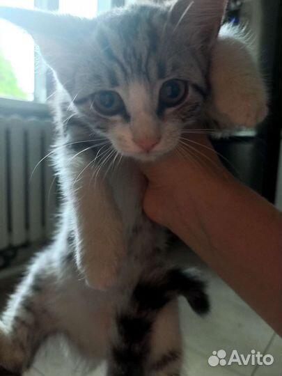 Котёнок Лёлик