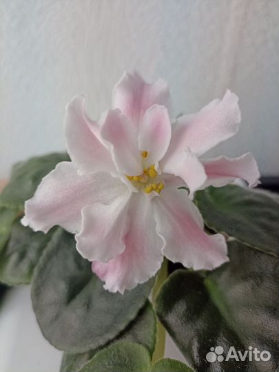 Фиалка сорт Миндаль, стартер