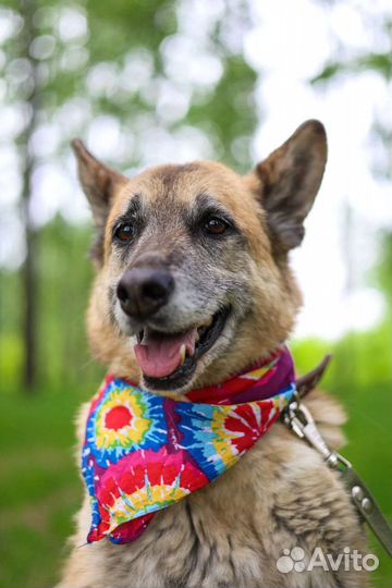 Собаки бесплатно